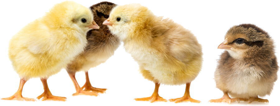foto-chicken-social